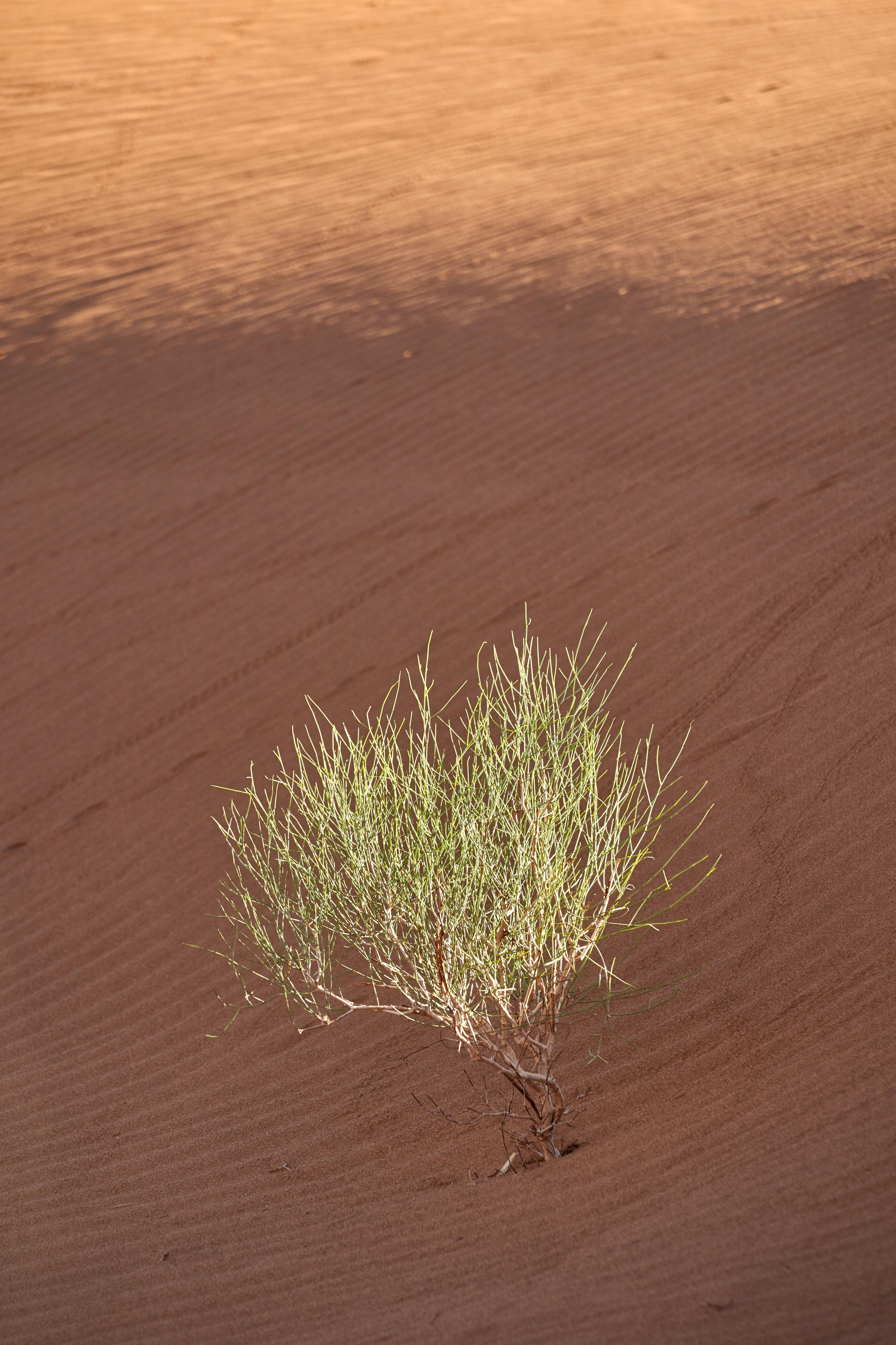 green leafed plant on dessert